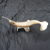 Muskox Horn Carving of Narwhale